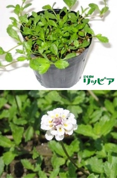 グリーンバイオ株式会社 ティフトン419 緑化植物の生産販売